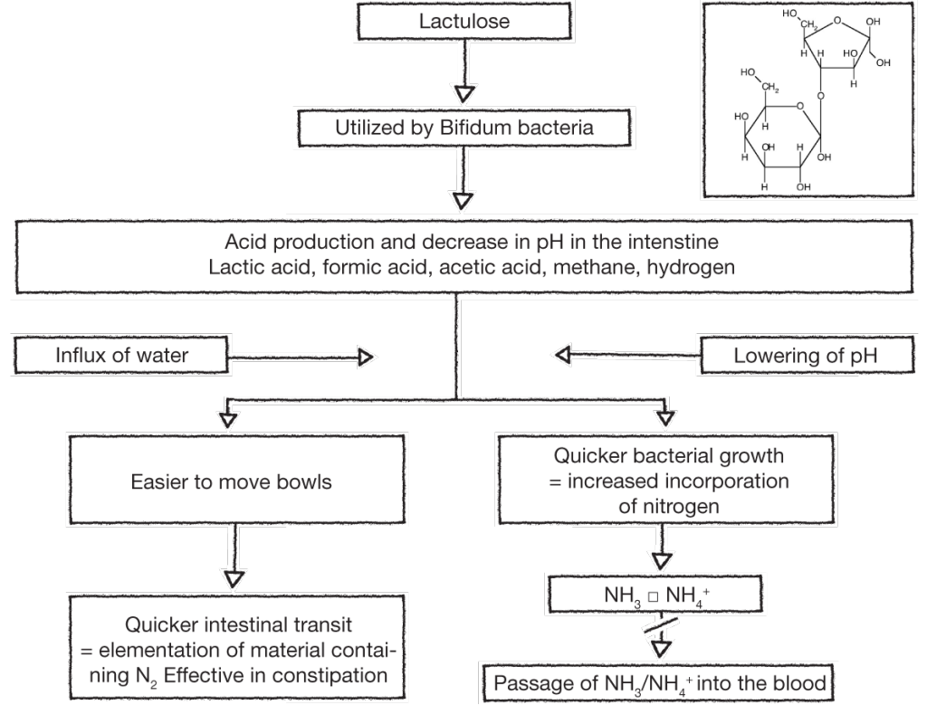 1810_mode_of_action_lactulose